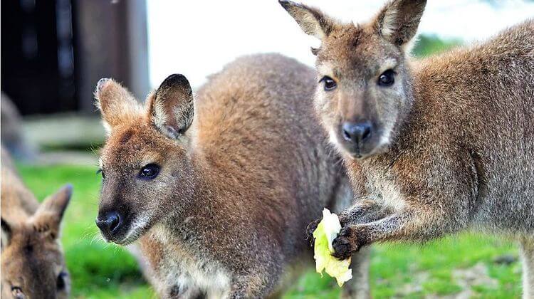 Des wallabies en train de manger en gros plan